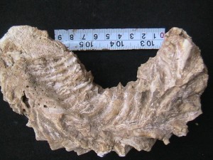 Rastellum Carrinata fossil
