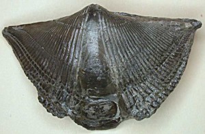 Mediospirifer auduculus, 4.5 cm wide, collected from the upper Wanakah Shale in tributary to Rush Creek by Richard Spencer