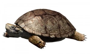 Reconstruction of Polysternon isonae turtle. (Credit: Oscar Sanisidro)