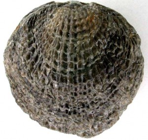 Spinatrypa spinosa from Penn dixie site