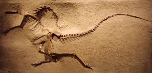 TWISTED Dinosaur fossils are often found with sharply curved necks, but that doesn't mean that they died in agony.