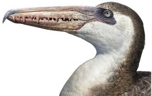 A prehistoric bony-toothed Pelagornis. Photo: Peter Trusler