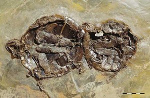 turtle fossil 