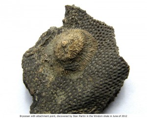 bryozoa