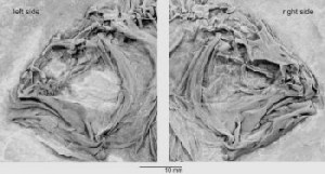 primitive flatfish Heteronectes,