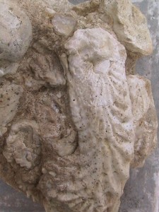 Rastellum Carrinata fossil