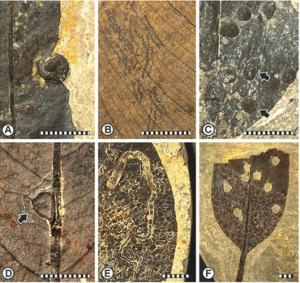 WFS,World Fossil Society, insect damage on fossil plants,Riffin T Sajeev,Russel T Sajeev