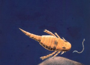 eurypterid