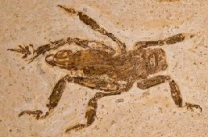 A fossil found in northeastern Brazil confirmed that the splay-footed cricket of today has at least a 100-million-year-old pedigree. - Hwaja Goetz