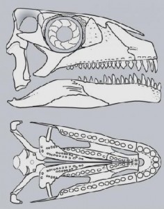 reconstruction of the skull of the new species of Azendohsaurus