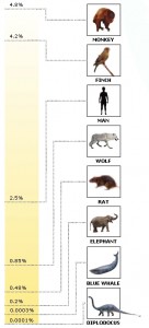 brain body relation of dinosaurs