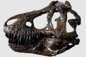 skull of Tyrannosaurus