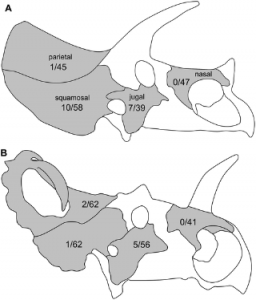 Schematics of the skulls of (A) Triceratops and (B) Centrosaurus, showing incidence rates of lesions (periosteal reactive bone and fracture calluses) on each cranial element (number of abnormal elements / total number of elements). Not to scale.  