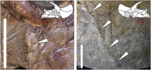 Figure 2. Examples of periosteal reactive bone in selected specimens of Triceratops.  