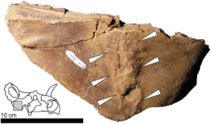 Figure 3. Example of a fracture callus in Centrosaurus.  