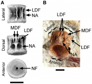 Comparison of the LH PV18 fish centrum (D) to an ellimmichthyiform centrum (A–C) (Horseshoeichthyes) from the Dinosaur Park Formation (Campanian) of Alberta.