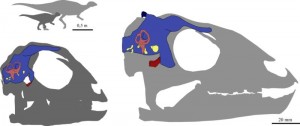 Reconstruction of the brain in the young and fully grown Dysalotosaurus lettowvorbecki. (Credit: Stephan Lautenschlager, University of Bristol)