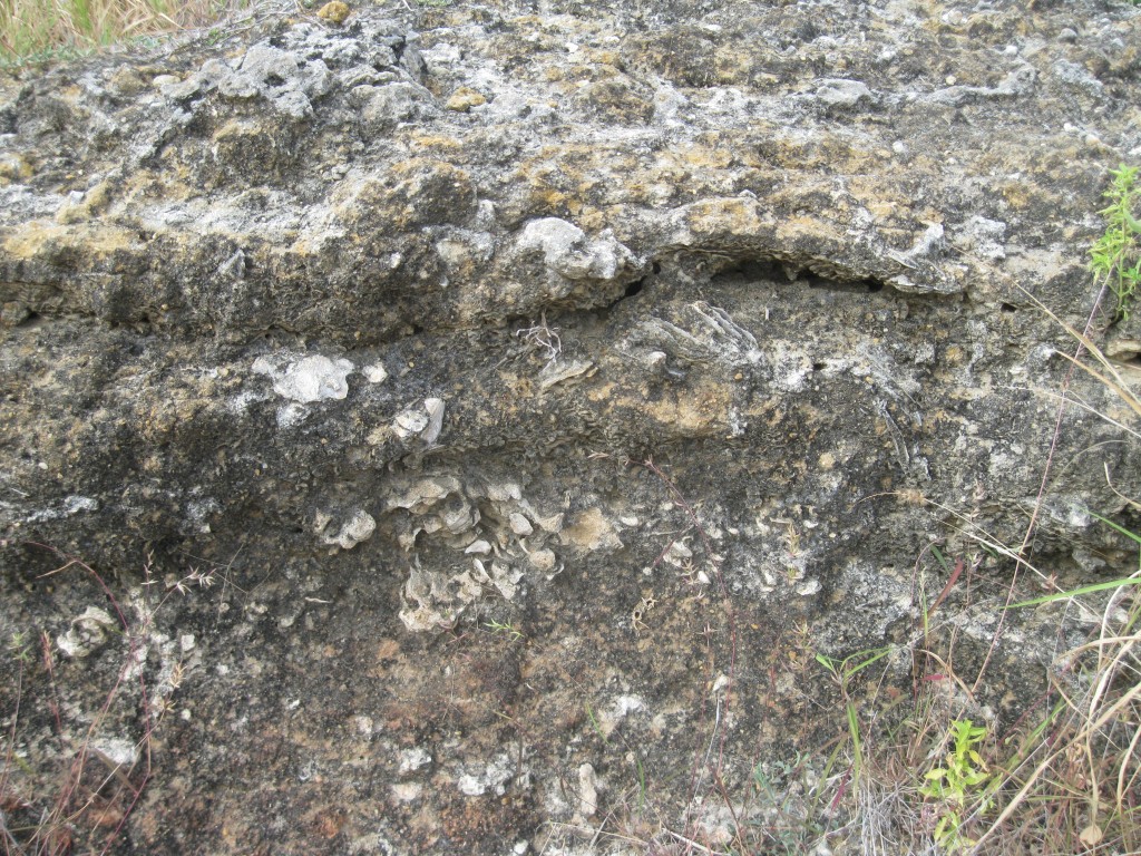 Riffin T sajeev Found  a lrge prehistoric Estuary remnants