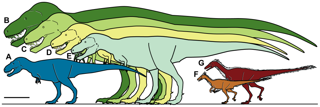 : Relative size of Nanuqsaurus hoglundi.  Silhouettes showing approximate sizes of representative theropods. A, Nanuqsaurus hoglundi, based on holotype, DMNH 21461. B, Tyrannosaurus rex, based on FMNH PR2081. C, Tyrannosaurus rex, based on AMNH 5027. D, Daspletosaurus torosus, based on FMNH PR308; E, Albertosaurus sarcophagus, based on TMP 81.10.1; F, Troodon formosus, lower latitude individual based on multiple sources and size estimates; G, Troodon sp., North Slope individual based on extrapolation from measurements of multiple dental specimens [47]. Scale bar equals 1 m.  doi:10.1371/journal.pone.0091287.g008
