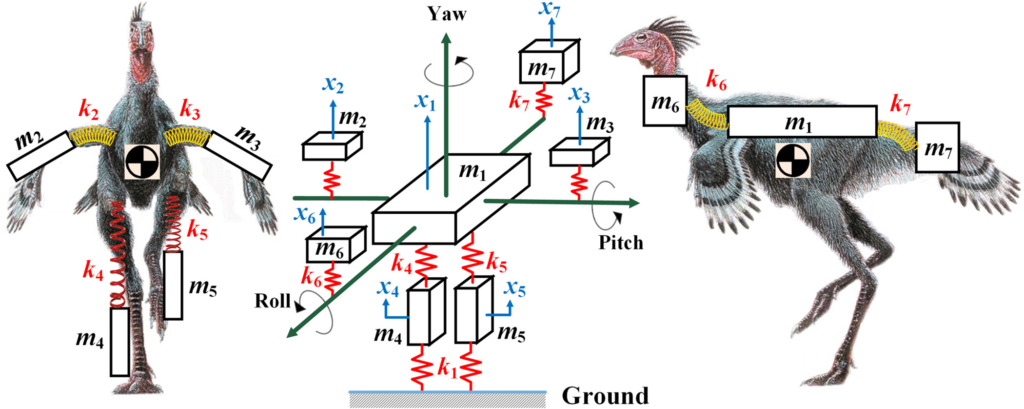 Seven-rigid-body system of Caudipteryx. The simplified rigid body system illustrates the mechanism of moving parts, main body, wings, legs, neck and head, and the tail of the Caudipteryx. The masses of all parts are represented by lumped mass points and the muscles at the joints are replaced with springs (As damping coefficient does not significantly affect the natural frequency, we simplified the joints which are composed of tendons, muscles, ligaments and soft tissues as purely elastic springs with no damping). Different effective masses of these seven primary modes of the simplified Caudipteryx show different possibilities to be excited.