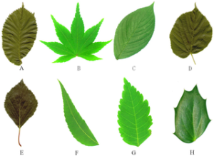 WFS News:Plant leaf tooth feature extraction | WFS