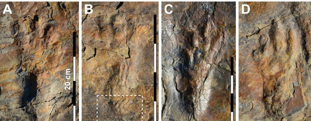 Photographs of well-preserved in situ Batrachopus grandis ichnosp. nov. track impressions from surface 2. (A,B) Left pes tracks; (C,D) Right pes tracks. A, C = pes of T7 and T9, respectively. B shows skin impression of heel region (see SI Fig. 5). D = holotype IS 2 of Fig. 6. Photos by J-W K, S-M B and M G L, and compiled in Adobe photoshop (version CS6 88) and Canvas X (version, 20 Build 390, http://www.canvasgfx.com/).