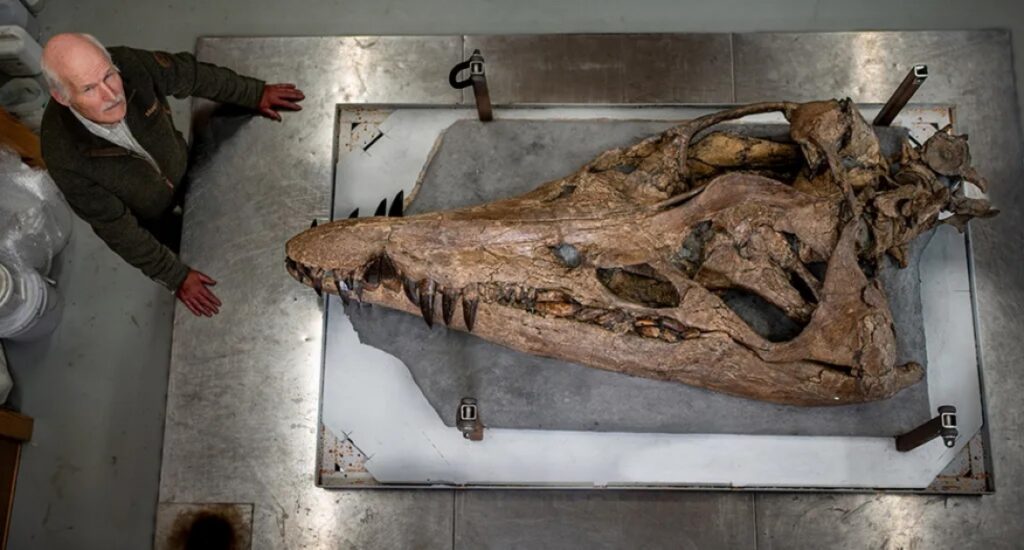 The skull of a prehistoric sea monster found on the Jurassic Coast 