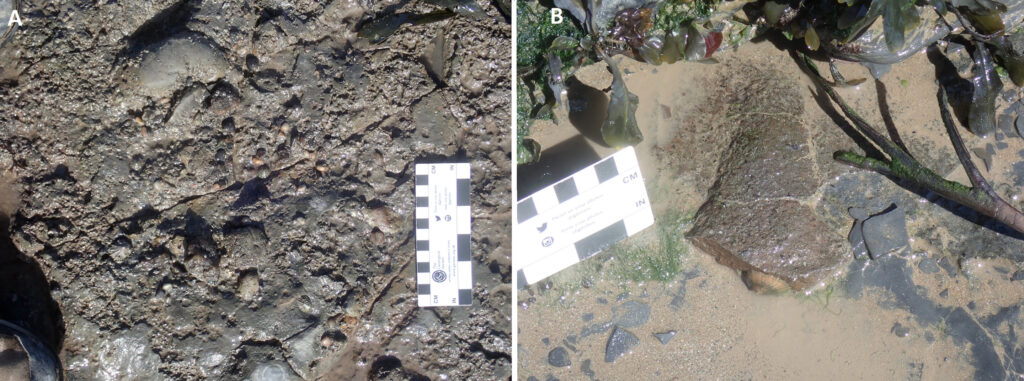 Site photographs of the two bone beds at (A) Lavernock Point and (B) St Mary's Well Bay. The basal bone bed at Lavernock has a nearly continuous thickness of 5 cm, while the higher bed at St Mary's Well Bay has an approximate thickness of 1.5 cm. Credit: Proceedings of the Geologists' Association (2024). DOI: 10.1016/j.pgeola.2024.05.001