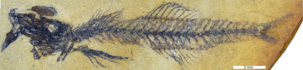 Fossil fish of the new genus †Simpsonigobius. Credit: Moritz Dirnberger