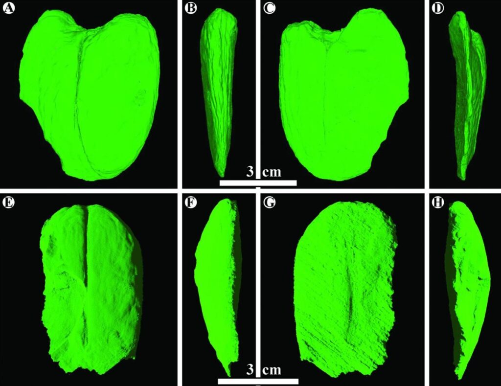 Scans of a giant fossil legume revealed the extinct species is a relative of the modern black bean tree. Credit: Edward Spagnuolo