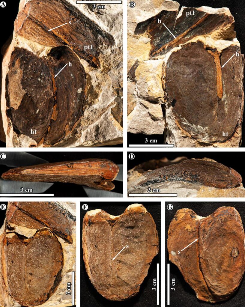 Giant bean fossils of the newly described extinct legume Jantungspermum gunnellii were found in Indonesian Borneo. The legumes were closely related to the Australian back bean tree, Castanospermum, found today only in lowland rainforests of northern Australia and neighboring islands. Credit: Edward Spagnuolo