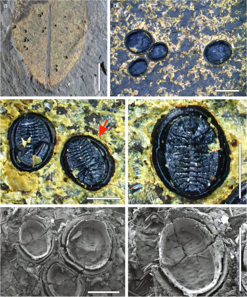 Credit: Palaeobiodiversity and Palaeoenvironments (2024). DOI: 10.1007/s12549-024-00628-z