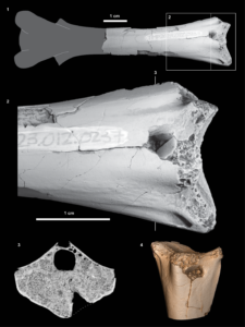 Ammonium chloride coated images (1, 2), CT-scan slice (3), and digital render (4) of TMP 2023.012.0237: (1) entire element in ventral view (anterior at right), with gray area approximating the missing portion; (2) detail of anterior end with tooth mark; (3, 4) outputs of CT-scan data: (3) two-dimensional slice through the tooth mark at plane indicated in 2.3; (4) solid three-dimensional render of the element. Solid vertical lines in (1, 2) show plane of slice in (3). Dashed lines in (3) show missing extent of bone surface at the point of the trace.