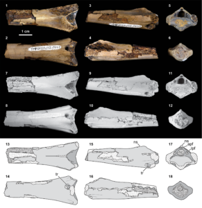 TMP 2023.012.0237 in dorsal (1, 7, 13), ventral (2, 8, 14), right lateral (3, 9, 15), left lateral (4, 10, 16), anterior (5, 11, 17), and posterior (6, 12, 18) views. Upper images (1–6) show bone surface color, middle images (7–12) are ammonium chloride powder-coated, lower images (13–18) are schematic line drawings. For the line drawings (13–18), light and medium gray indicates bone surface, hatches indicate broken bone surface, light stipples indicate matrix infill creating natural internal mold, and dark stipples indicate matrix infill with no specific form. apf, accessory pneumatic foramen; lpf, lateral pneumatic foramen; nc, neural canal; ns, neural spine; tr, trace (i.e., feeding trace/tooth mark).